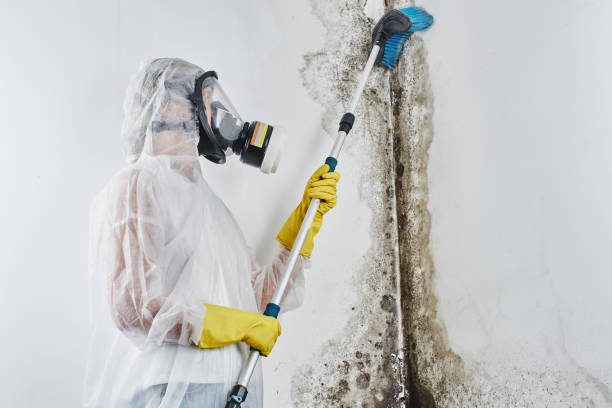 Best Local Mold Removal Service  in Duryea, PA