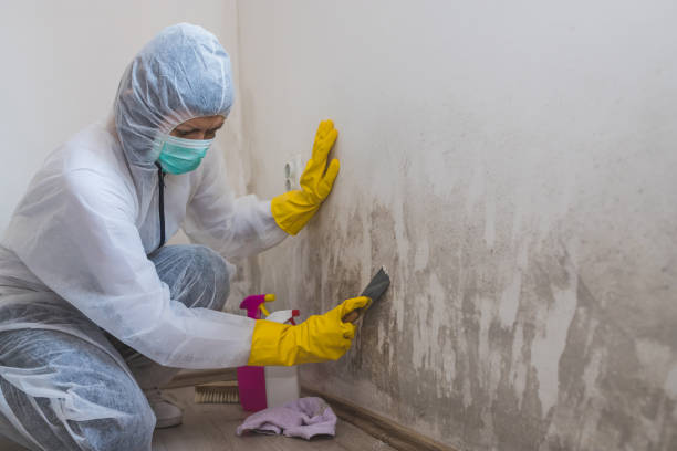 Best Commercial Mold Removal  in Duryea, PA