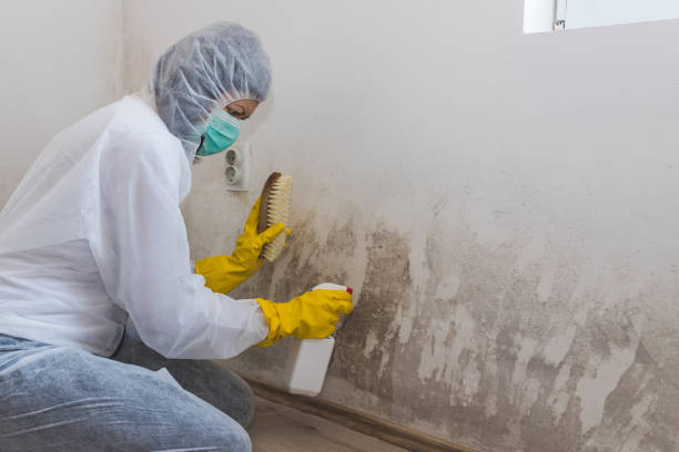 Best Emergency Mold Removal  in Duryea, PA
