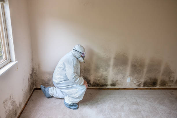 Best Affordable Mold Removal  in Duryea, PA