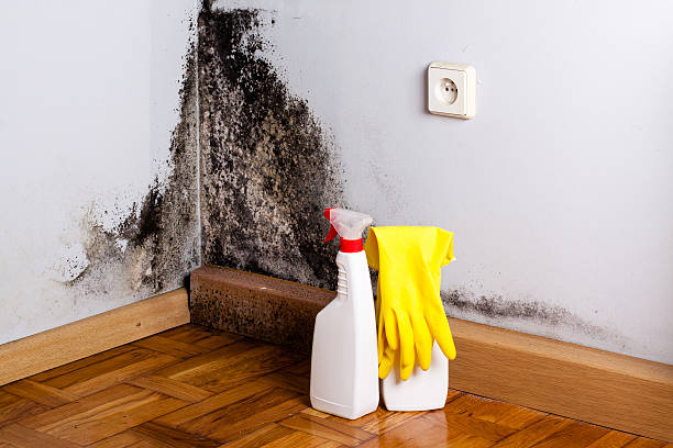 Best Black Mold Removal  in Duryea, PA