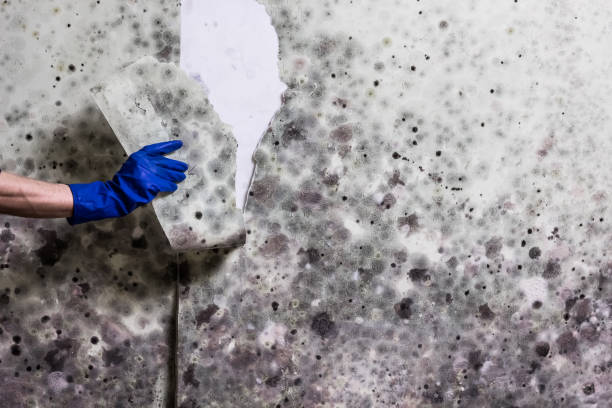 Best Mold Removal Company Near Me  in Duryea, PA