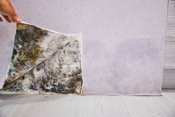 Best Professional Mold Removal  in Duryea, PA
